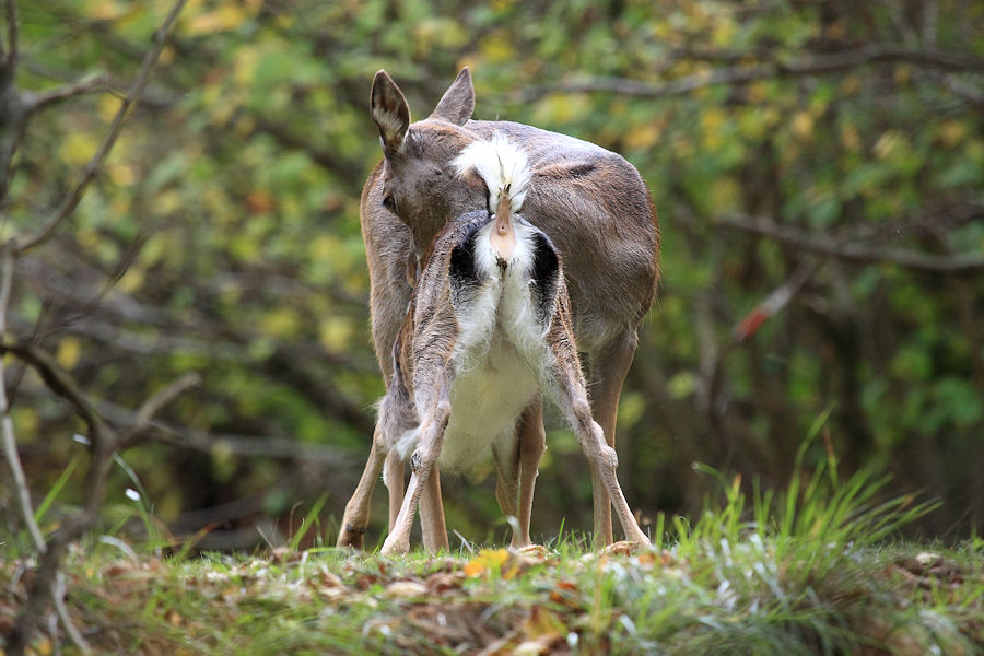 il daino,silenzioso custode dei segreti del bosco